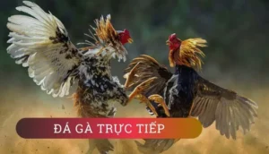 Bí Quyết Làm Giàu Từ Đá Gà GA28 Tại 333Win Cho Người Mới Bắt Đầu