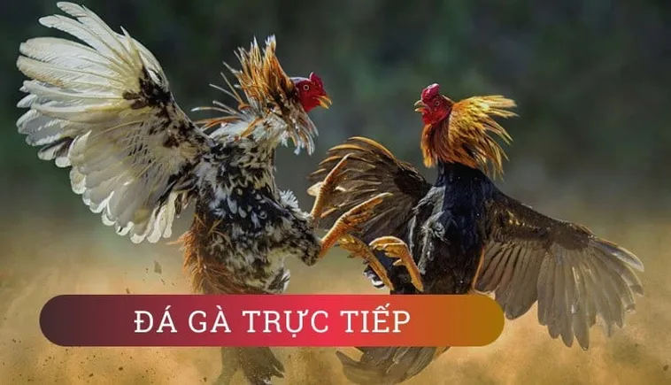 Bí Quyết Làm Giàu Từ Đá Gà GA28 Tại 333Win Cho Người Mới Bắt Đầu